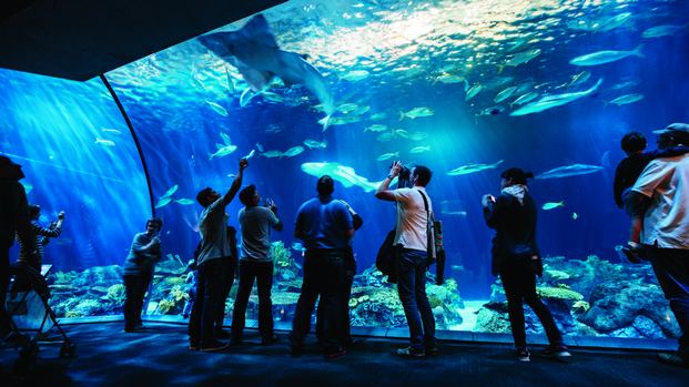 Top 5 activities in the Chicago Aquarium