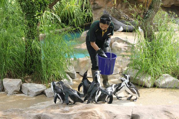 The Bronx Zoo is one of the most popular tourist destinations in New York, America