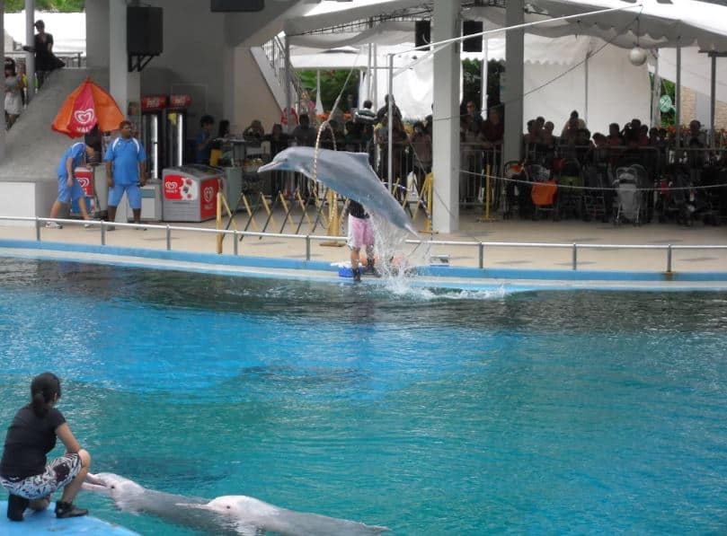 The Singapore Aquarium is one of the most popular tourist destinations in Singapore, Sentosa