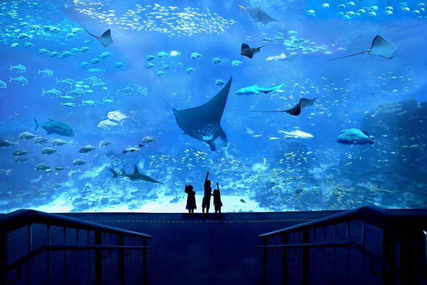 Top 7 activities when visiting Singapore Aquarium in Sentosa