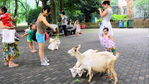 Shanghai Zoo is one of the most famous parks in Shanghai, China