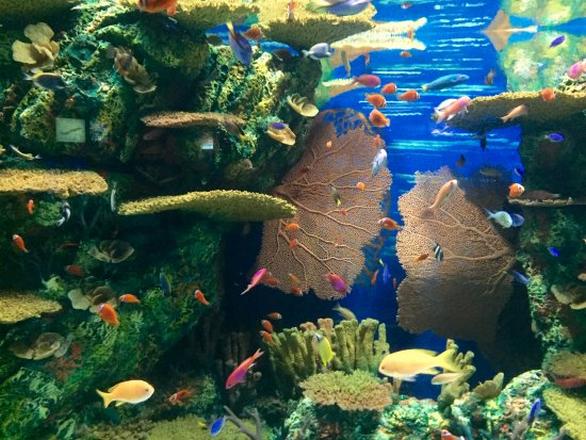 Ocean fish tank is one of the most beautiful tourist places in Shanghai