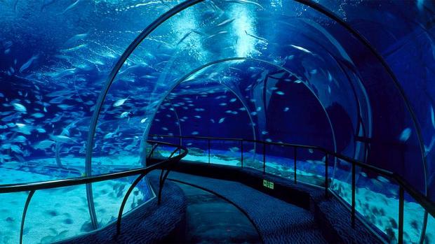 Top 4 activities in Shanghai China Ocean Aquarium