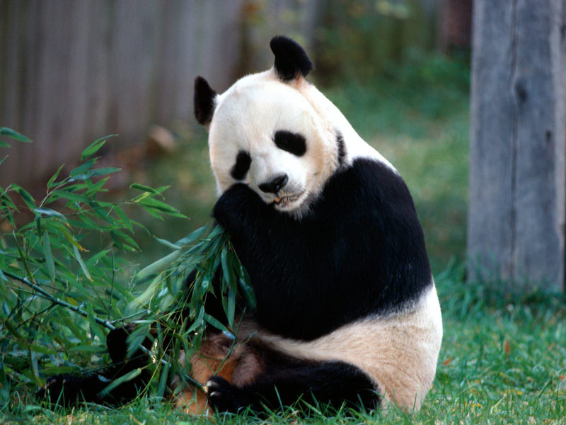 1581306734 332 افضل 4 انشطة في حديقة حيوانات بكين الصين - Top 4 activities in Beijing China Zoo