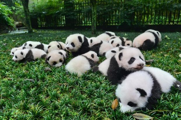 Top 4 activities in Beijing China Zoo