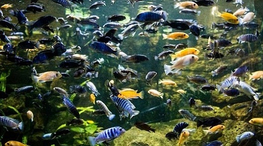 Tropicarium fish tank in Budapest, Hungary