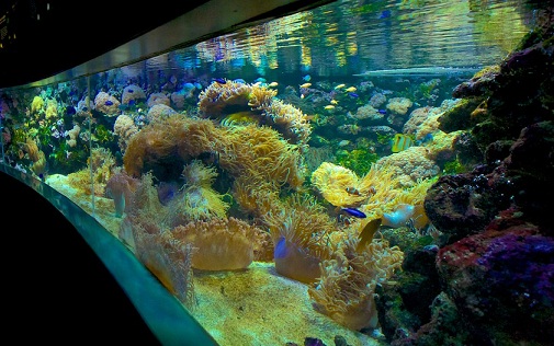 Great Barrier Reef Exhibition at Aquarium Marine Life