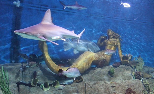 Mermaid Garden Aquarium in Marine Life Aquarium