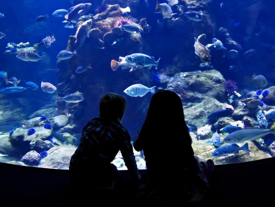 The 4 best activities in the Aquarium of Sao Paulo Brazil