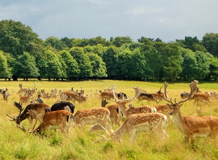 Phoenix Park is one of the most beautiful tourist destinations in Dublin 