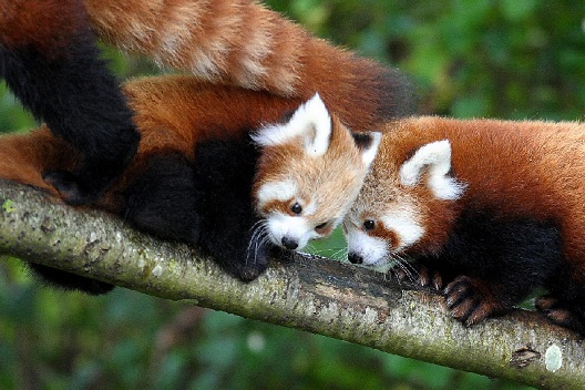 Red panda twin in Dublin Zoo