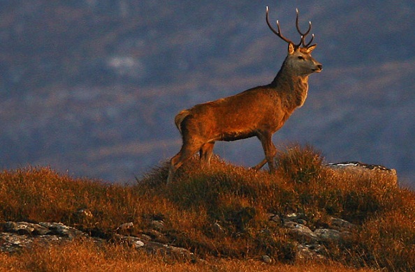 Red deer in Killarney National Park