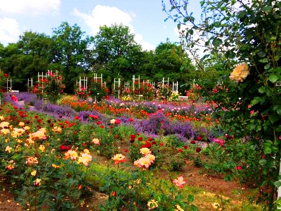 Rose Garden on Petrin Hill in Prague