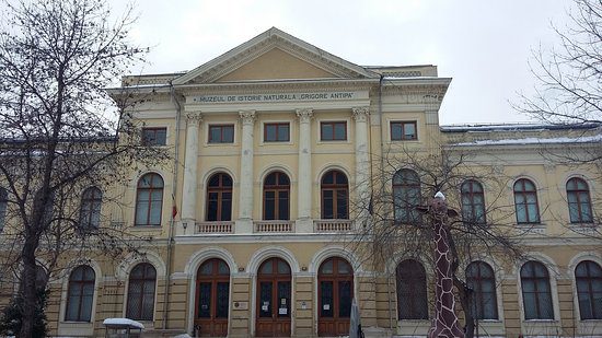 Top 4 activities when visiting the Natural History Museum in Bucharest