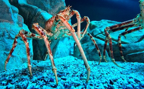 Aquarium of the surrounding Cape Town
