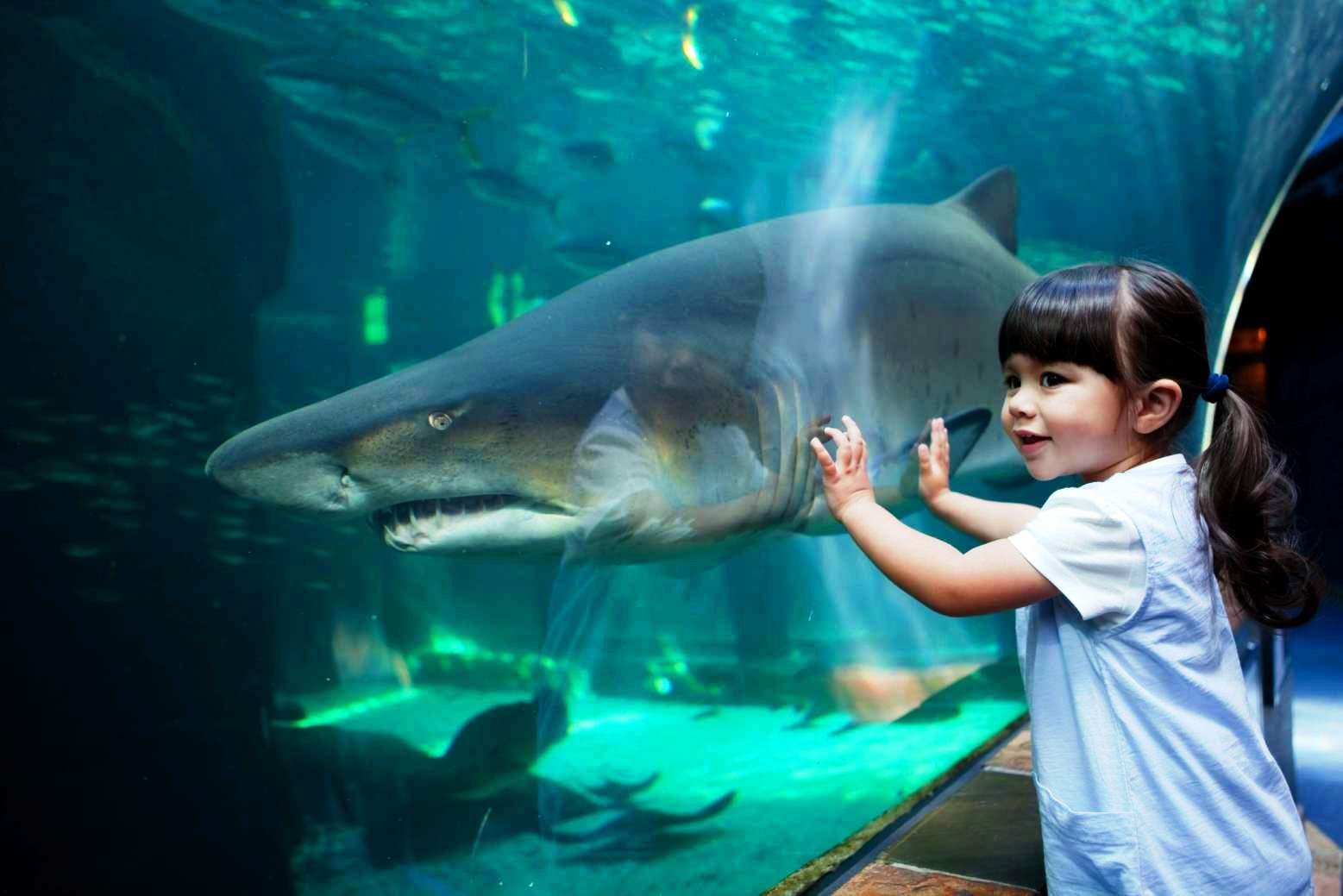 Surrounding Aquarium is one of the best attractions in Cape Town