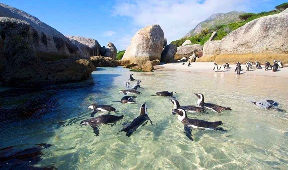 Boulders Beach at Table Mountain National Park in Cape Town - Cape Town tourism