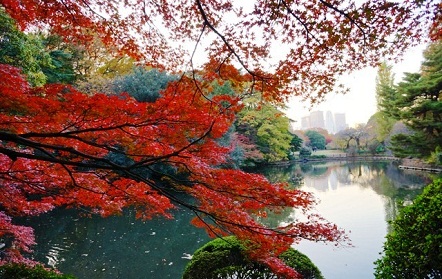 The lower pond in Shinjuku Jiwen Park in Tokyo
