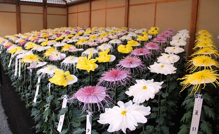 Chrysanthemum flower exhibition at Shinjuku Jiwen Park in Tokyo