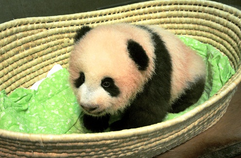 Panda baby at Ueno Zoo