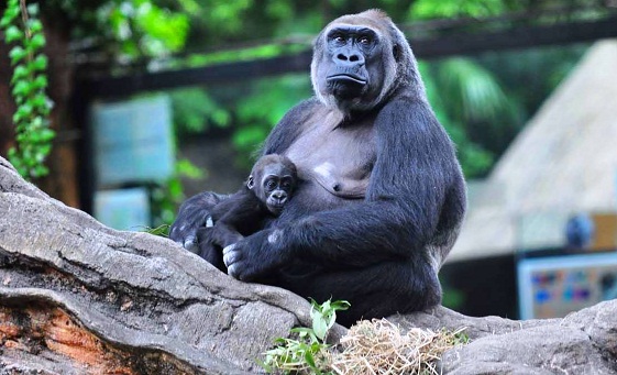 Gorilla forests at Ueno Zoo