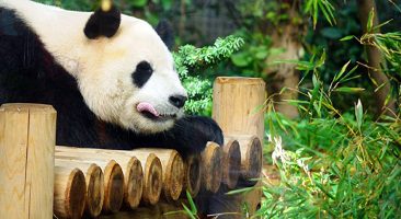 The 7 best activities at Ueno Zoo in Tokyo