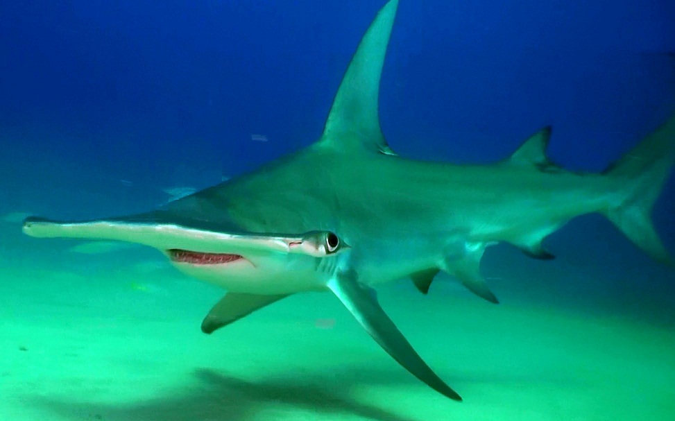 Hammer Shark in Tokyo Sea Life Park