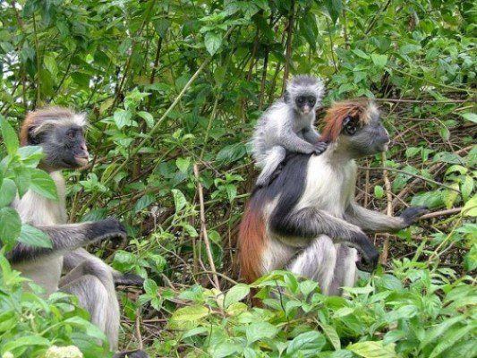3 best activities in the Jozani Forest Zanzibar Tanzania
