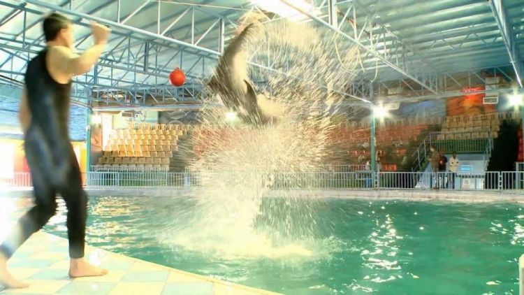 Dolphin Resort 