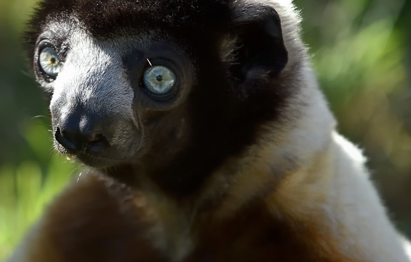 Lemur sefaka at the zoo in Paris, France