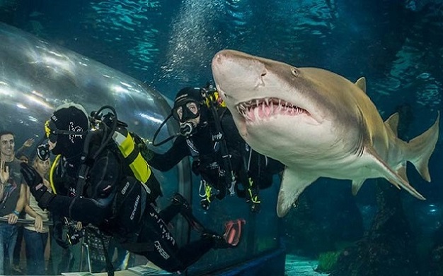 Dive with sharks at Barcelona Aquarium in Spain