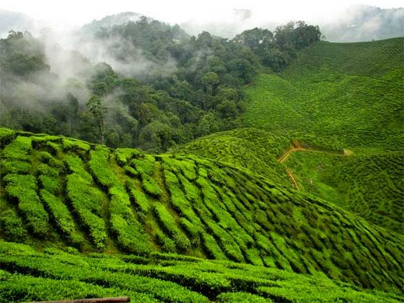 The best 4 places to visit in Cameron Highland Malaysia