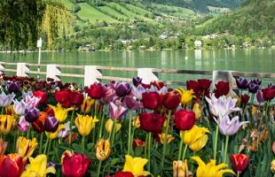 The 6 best activities in Elizabeth Park in Zell am See Austria