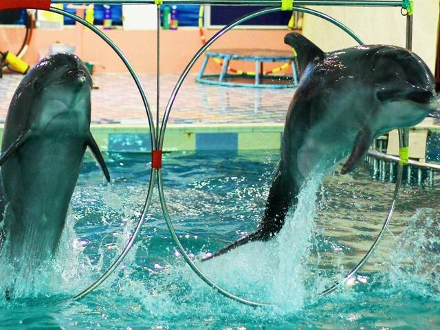 1581333234 817 Top 10 activities in the dolphin village in Dammam Saudi - Top 10 activities in the dolphin village in Dammam, Saudi Arabia