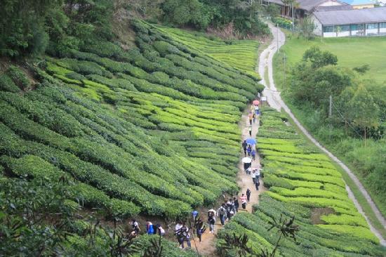 Tea plantation in Cameron Highland, Malaysia