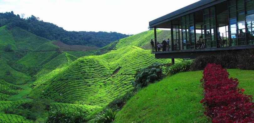 Tea plantation in Cameron Highland, Malaysia
