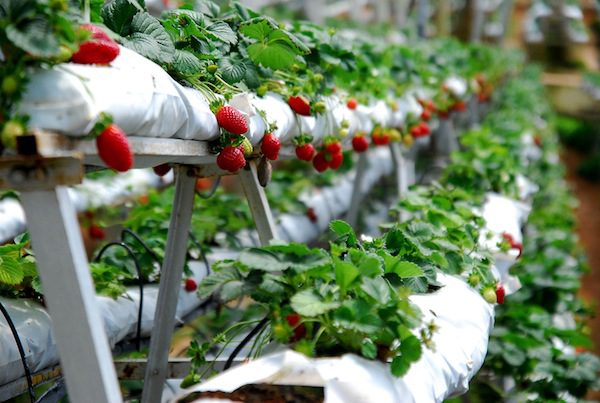 Top 4 strawberry farm activities in Cameron Highland