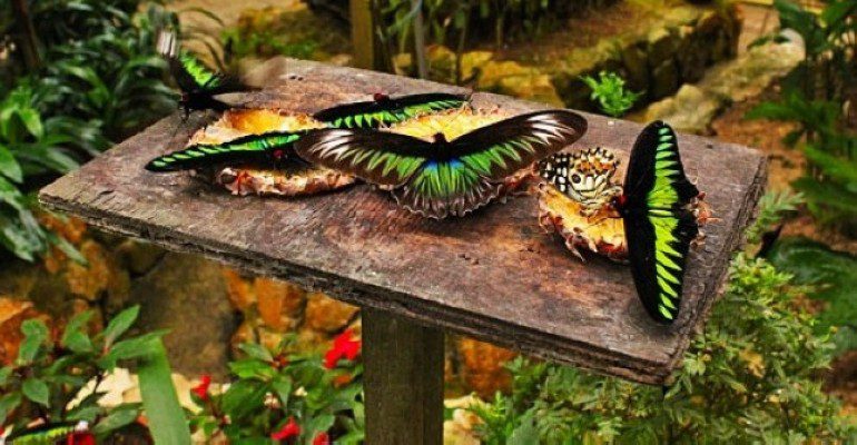 3 best activities in butterfly park in Cameron Highland Malaysia