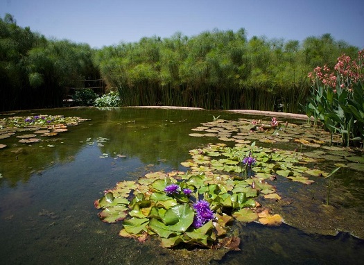 Botanical gardens in the garden of crocodiles in Agadir