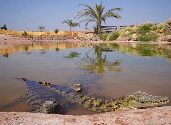 Crocodiles crocodile garden in Agadir