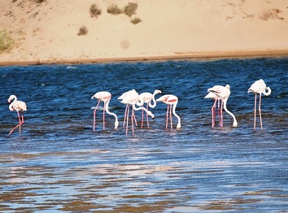 Birds of the Souss-Massa National Park in Agadir