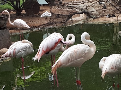 The Zoo at the Paradise Park in Agadir