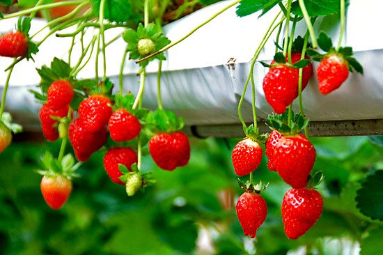 Top 7 activities in strawberry farms in genting, malaysia