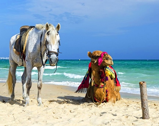 Horse and camel rides at Hammamet Beach