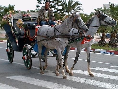 Horse cart in Carthage Land in Hammamet