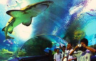 The 7 best activities in Kuala Lumpur Aquaria in Malaysia