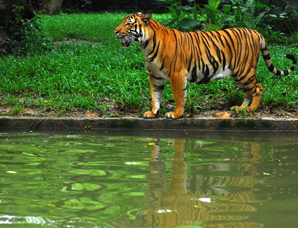 The tiger at the Negara National Zoo in Kuala Lumpur