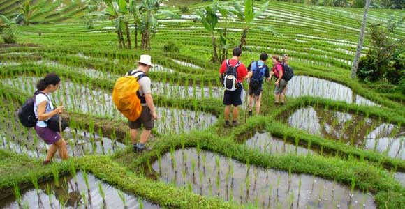 Tiered rice farm - Bali