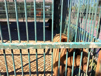 Samsun Turkish Zoo