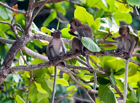 The area around Krabi Monkey Beach